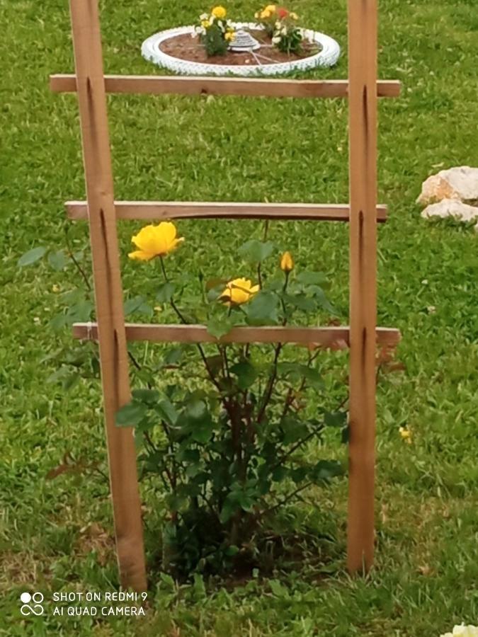 רקוביצה Yellow Rose מראה חיצוני תמונה